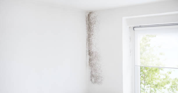 Best Emergency Mold Remediation  in Murray, UT