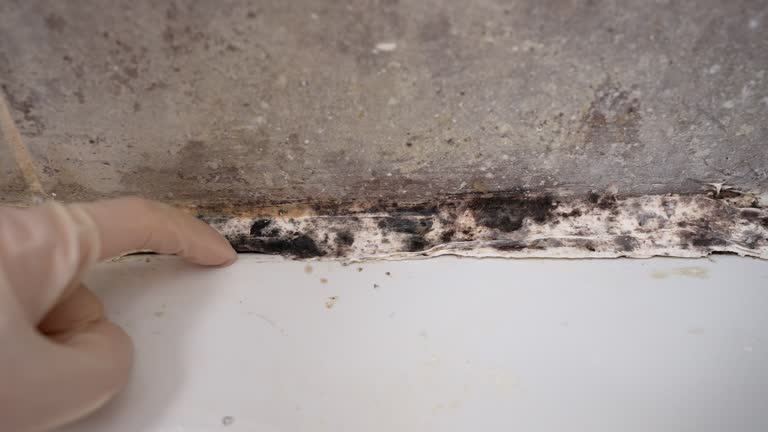 Environmental Consulting for Mold Prevention in Murray, UT